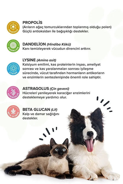 Premium Immune C Kedi Ve Köpek Için Bağışıklık Sistemini Destekleyen Tablet